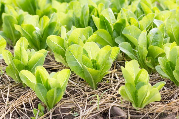 Green lettuce plant — Stock Photo, Image