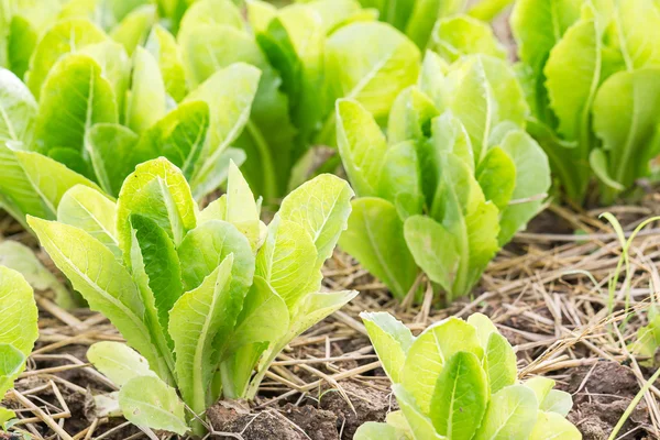 Zelený salát rostlina — Stock fotografie