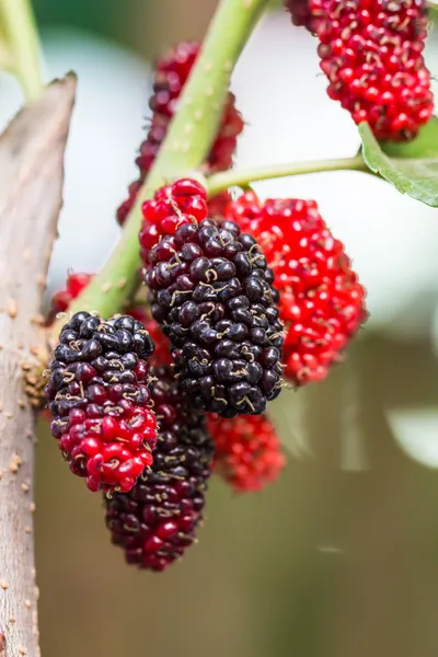 Mulberry on tree is Berry fruit in nature — Stock Photo, Image