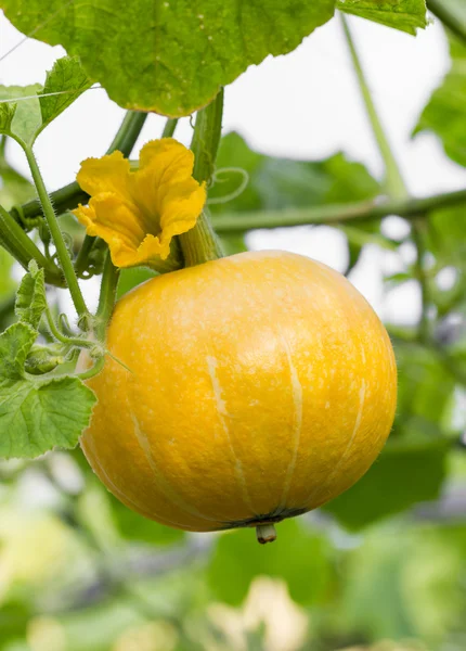 Pumpkin on vine — Stock Photo, Image