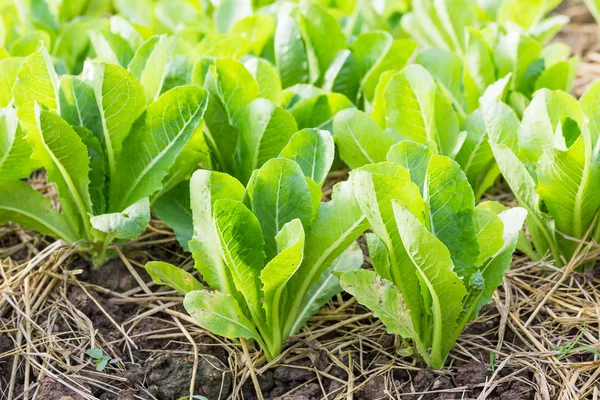 Green lettuce plant — Stock Photo, Image