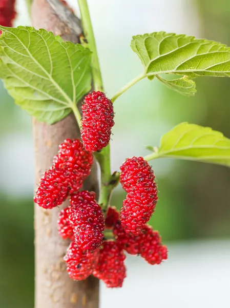 Amoreira na árvore é fruta de baga na natureza — Fotografia de Stock