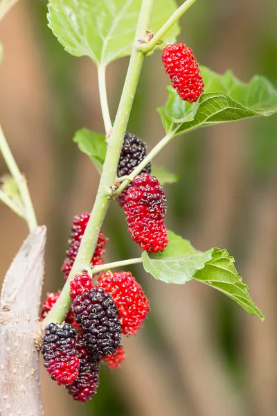 Mulberry on tree is Berry fruit in nature — Stock Photo, Image