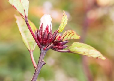 roselle (hibiscus sabdariffa)