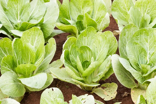 Plantação de repolho chinês — Fotografia de Stock