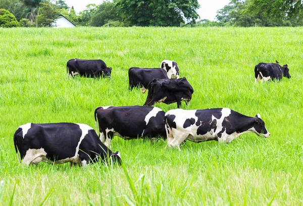 牧草地の牛 — ストック写真