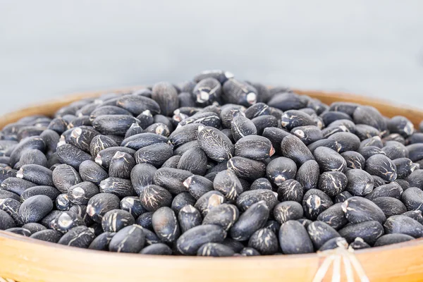 Sementes de Jatropha curcas — Fotografia de Stock