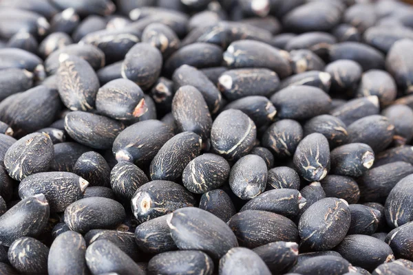 Jatropha curcas seeds — Stock Photo, Image