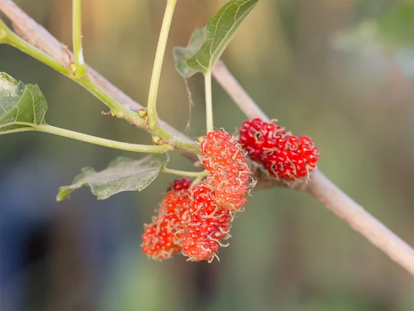 Mulberry on tree is Berry fruit in nature — Stock Photo, Image