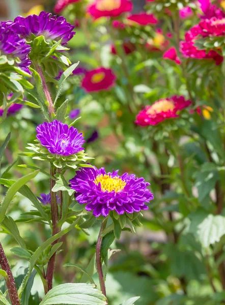 Aster flor en el jardín —  Fotos de Stock