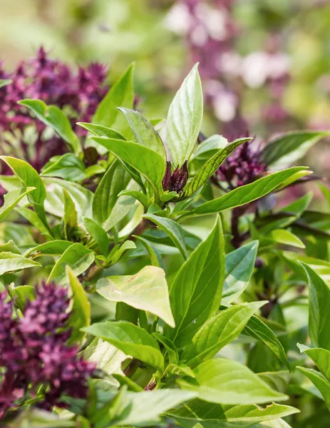 Basil en bloesem — Stockfoto