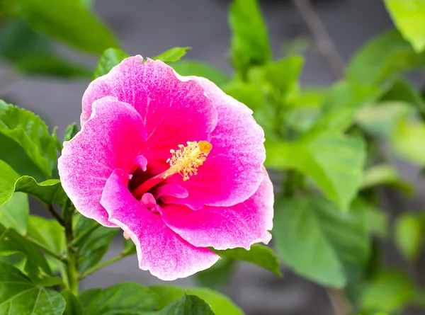 Rosa Hibiskusblüten — Stockfoto