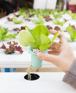 yandan organik hydroponic sebze