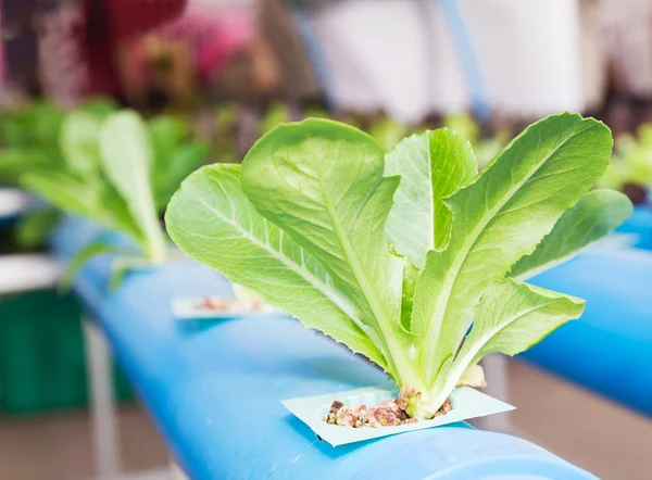 Organic hydroponic vegetable  in greenhouse — Stock Photo, Image