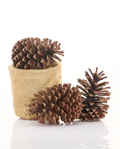 Cones de pinheiro seco no fundo branco — Fotografia de Stock