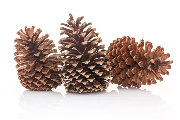 Conos de pino seco sobre fondo blanco — Foto de Stock