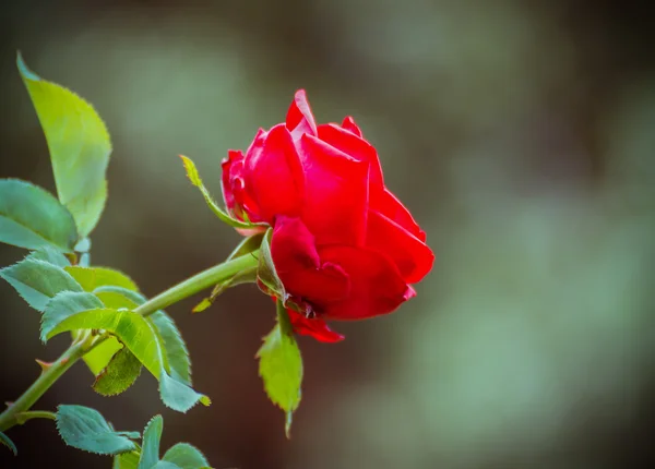 Rose rouge dans le jardin — Photo