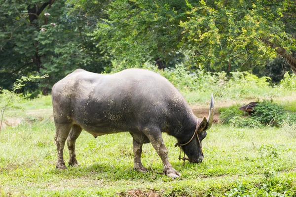 Buffalo grazing in a field — Stock Photo, Image