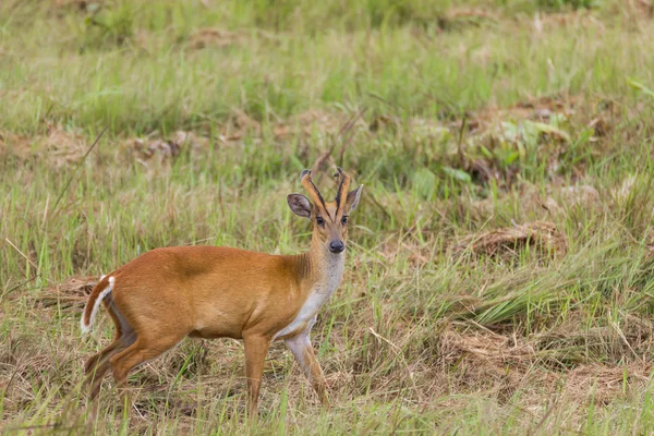 Barking deer in nature — Stock Photo, Image