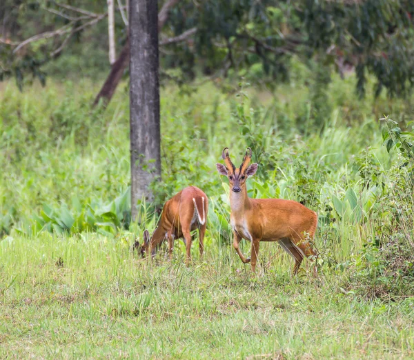 Barking deer in nature — Stock Photo, Image