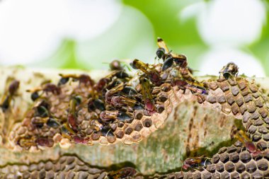 Eşek arısı ve eşekarısı kovanının doğada yumurtaları ve larvaları var.
