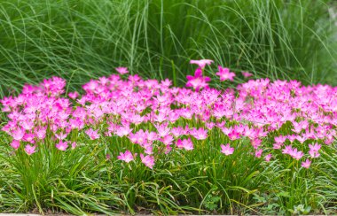 Pembe yağmur lily çiçek