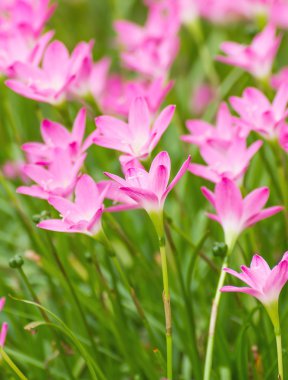 Pembe yağmur lily çiçek