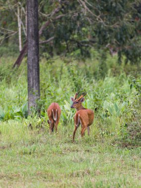 geyik doğada barking 