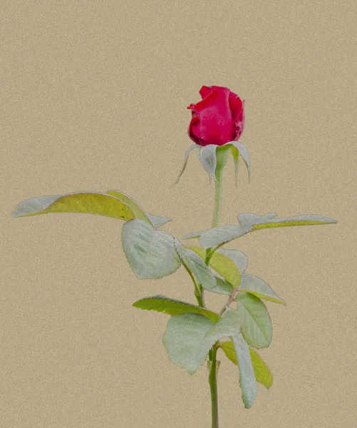 Rose rouge avec grain — Photo
