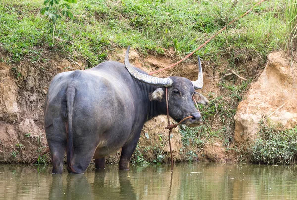 Büffel im Sumpf — Stockfoto