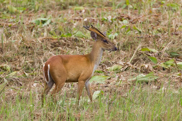 Barking deer in nature — Stock Photo, Image