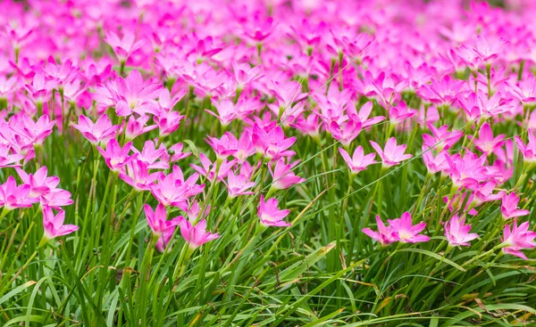 Pink rain lily flower Stock Picture