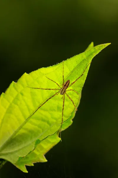 Close Macro Shot Forest Spider Leaf — Stock Photo, Image