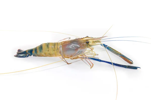 Riesige Süßwassergarnele Auf Weißem Hintergrund Aus Nächster Nähe — Stockfoto