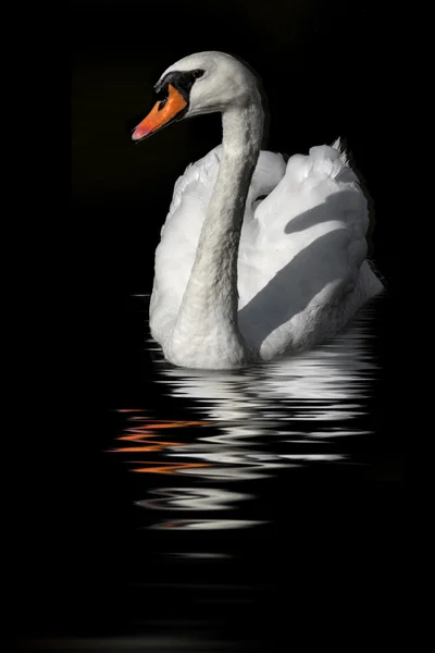 Swan återspeglas i mörka vatten — Stockfoto