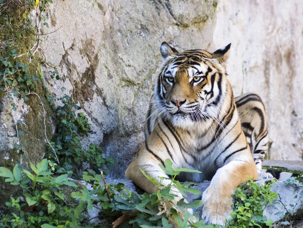 Asiatic tigru pe rock — Fotografie, imagine de stoc