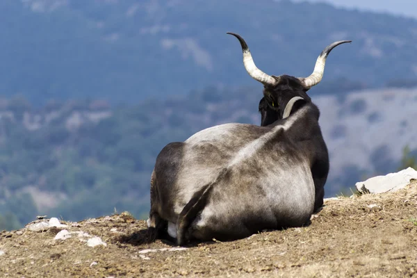 Vache paître sur l'herbe et regarde vers l'horizon — Photo