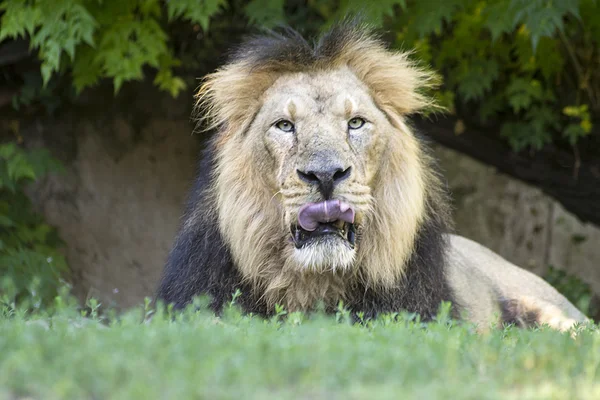 León lamiendo sus bigotes — Foto de Stock