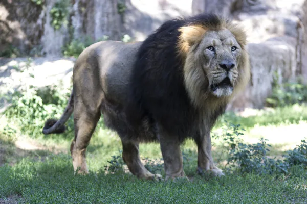 Profil d'un lion africain détendu regardant dans le zoo Photos De Stock Libres De Droits