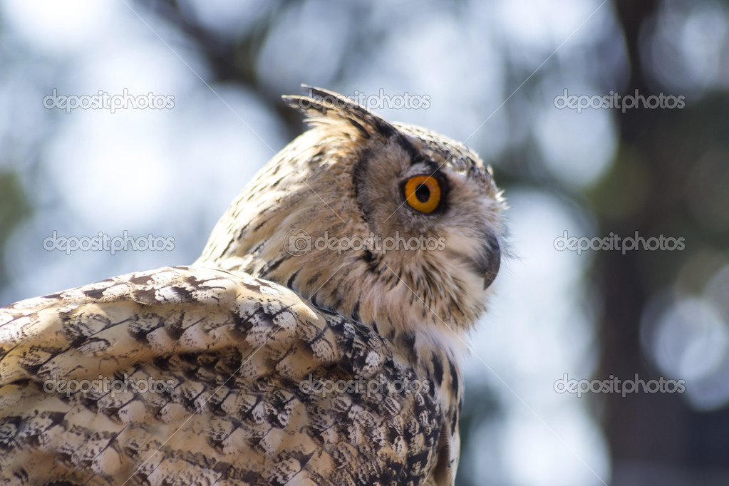 Owls are the order Strigiformes