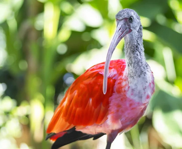 Scarlet Ibis — Stock Photo, Image