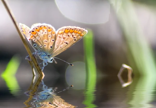 Papillon reflété dans l'étang Image En Vente