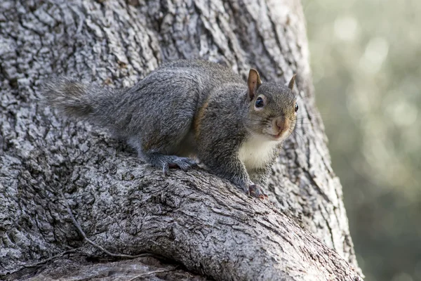 Squirrel on a tree trunk — Stock Photo, Image