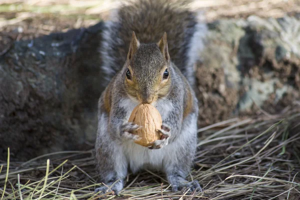 Squirrel with a nut in his paws — Stock Photo, Image