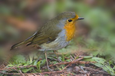 Kırmızı Avrupa robin, kuş