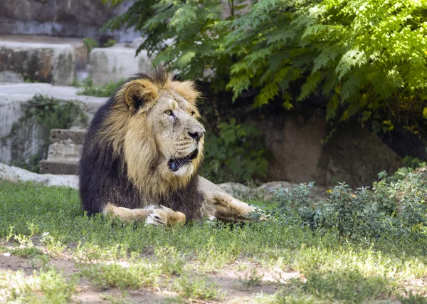 Leul stând pe pământ — Fotografie, imagine de stoc