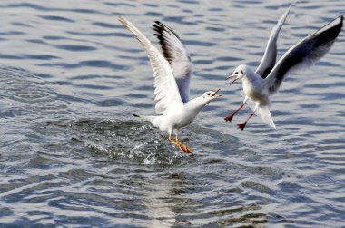 Battle between gulls