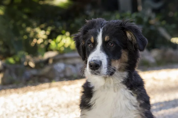 Cachorrinho Bernese cães de montanha — Fotografia de Stock