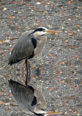 suya yansıyan balıkçıl