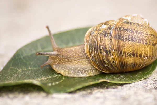 Caracol na folha — Fotografia de Stock